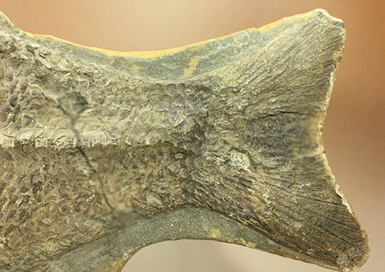 珍しい種類！スズキ目の特徴を多数持った立派な魚化石。（その14）