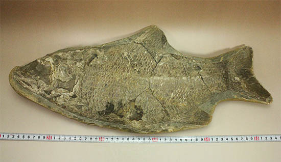珍しい種類！スズキ目の特徴を多数持った立派な魚化石。（その15）