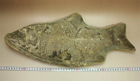 珍しい種類!スズキ目の特徴を多数持った立派な魚化石。(その15)