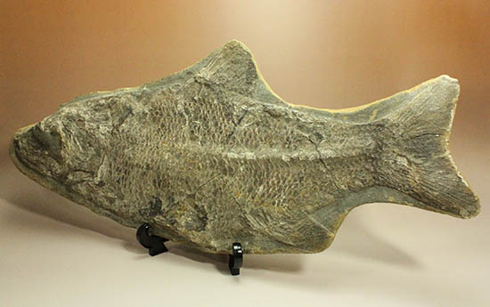 珍しい種類！スズキ目の特徴を多数持った立派な魚化石。（その16）