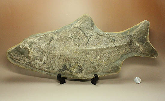 珍しい種類！スズキ目の特徴を多数持った立派な魚化石。（その17）