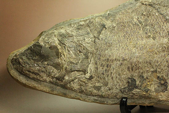 珍しい種類！スズキ目の特徴を多数持った立派な魚化石。（その3）