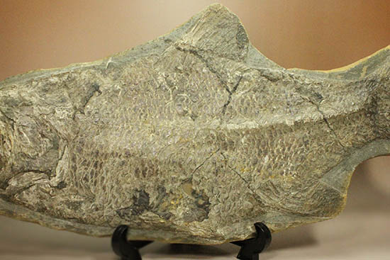 珍しい種類！スズキ目の特徴を多数持った立派な魚化石。（その4）