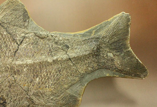 珍しい種類！スズキ目の特徴を多数持った立派な魚化石。（その5）