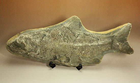 珍しい種類！スズキ目の特徴を多数持った立派な魚化石。（その6）