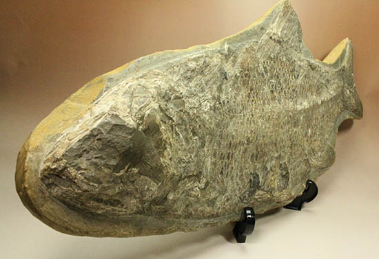 珍しい種類！スズキ目の特徴を多数持った立派な魚化石。（その8）