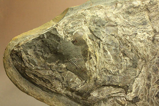 珍しい種類！スズキ目の特徴を多数持った立派な魚化石。（その9）