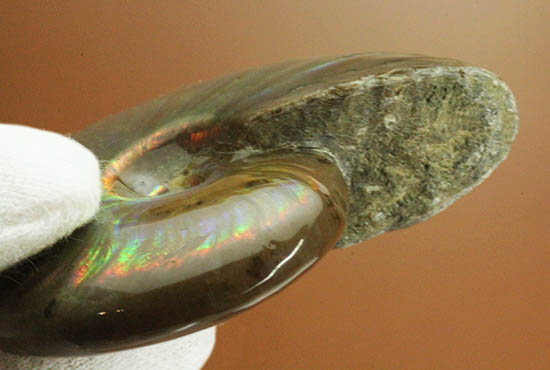 1億2000万年の時を経て絶滅アンモナイトがこんなに輝きます！両面