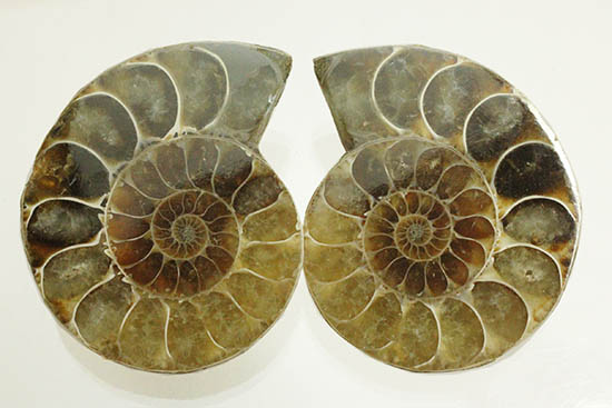 遊色と螺旋模様どちらも一度に見られます！ペアの白亜紀アンモナイト、スライスカット標本（その11）