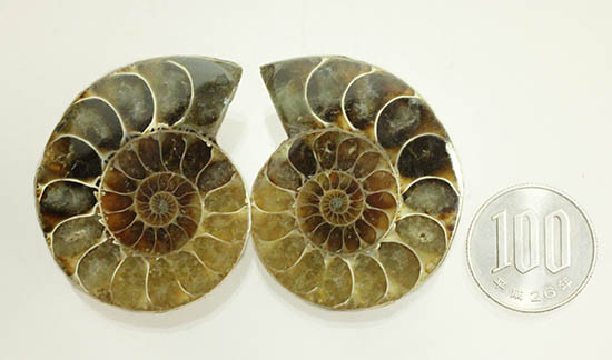 遊色と螺旋模様どちらも一度に見られます！ペアの白亜紀アンモナイト、スライスカット標本（その12）