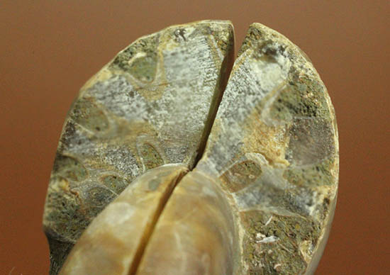 遊色と螺旋模様どちらも一度に見られます！ペアの白亜紀アンモナイト、スライスカット標本（その9）