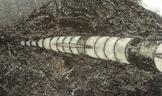 状態よいオルソセラスが２体仲良く並んだ、しずく型標本(Orthoceras)（その6）