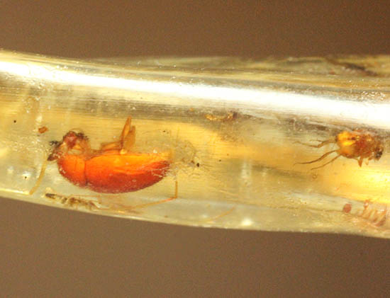 樹液に護られることで悠久の時を超えてきた虫たちが内包されたコーパル（その2）