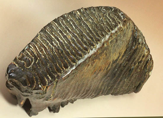 愛媛県　新居浜港より上がったマンモスの歯化石 マンモスの歯027｜恐竜・化石グッズの専門店 ふぉっしる
