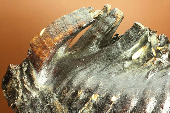 ド迫力！他を圧倒する魅力、サイズ、状態、そして深みのある色にご注目