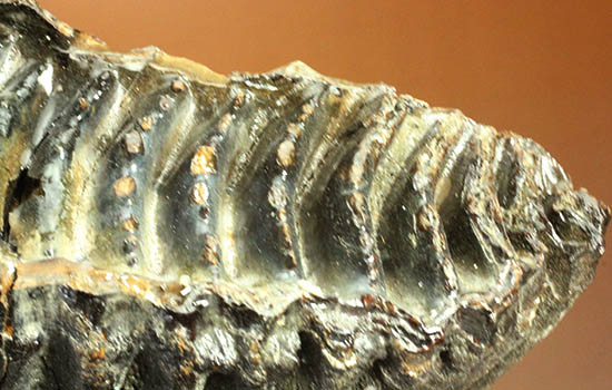 ド迫力！他を圧倒する魅力、サイズ、状態、そして深みのある色にご注目ください。これぞマンモスの歯化石（その15）