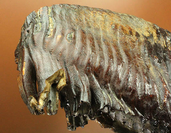 ド迫力！他を圧倒する魅力、サイズ、状態、そして深みのある色に