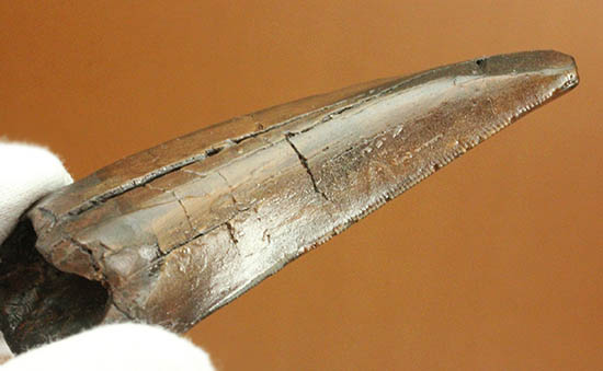 ティラノサウルス・レックスの歯の精巧レプリカ。※レプリカです。（その3）