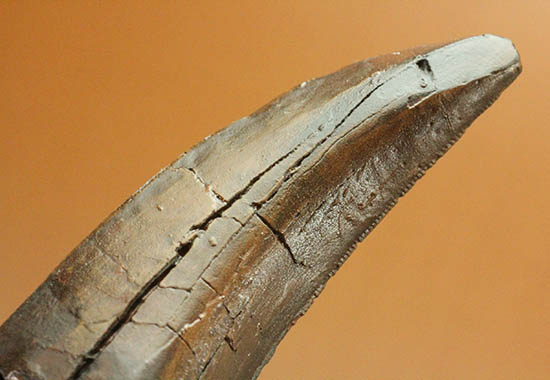 ティラノサウルス・レックスの歯の精巧レプリカ。※レプリカです。（その7）
