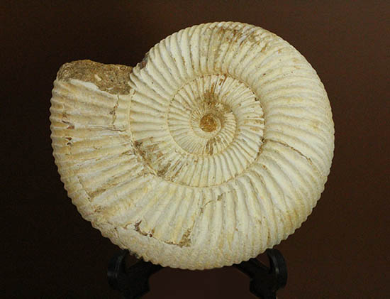 直径９.５センチ、２２０グラムオーバーのズッシリ標本！ジュラ紀の示準化石ペリスフィンクテスアンモナイト(Perisphinctes)（その1）