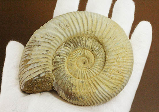 直径９.５センチ、２２０グラムオーバーのズッシリ標本！ジュラ紀の示準化石ペリスフィンクテスアンモナイト(Perisphinctes)（その10）