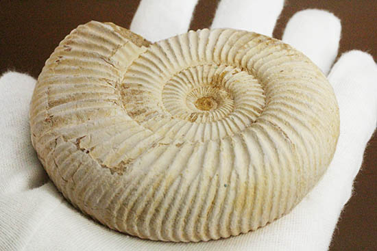 直径９.５センチ、２２０グラムオーバーのズッシリ標本！ジュラ紀の示準化石ペリスフィンクテスアンモナイト(Perisphinctes)（その11）