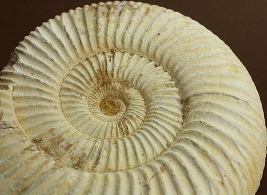 直径９.５センチ、２２０グラムオーバーのズッシリ標本！ジュラ紀の示準化石ペリスフィンクテスアンモナイト(Perisphinctes)（その13）