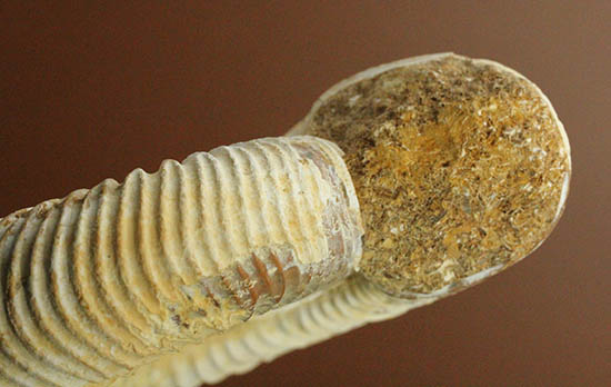 直径９.５センチ、２２０グラムオーバーのズッシリ標本！ジュラ紀の示準化石ペリスフィンクテスアンモナイト(Perisphinctes)（その14）