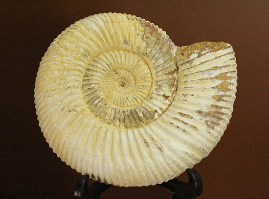 直径９.５センチ、２２０グラムオーバーのズッシリ標本！ジュラ紀の示準化石ペリスフィンクテスアンモナイト(Perisphinctes)（その2）