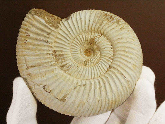 直径９.５センチ、２２０グラムオーバーのズッシリ標本！ジュラ紀の示準化石ペリスフィンクテスアンモナイト(Perisphinctes)（その4）