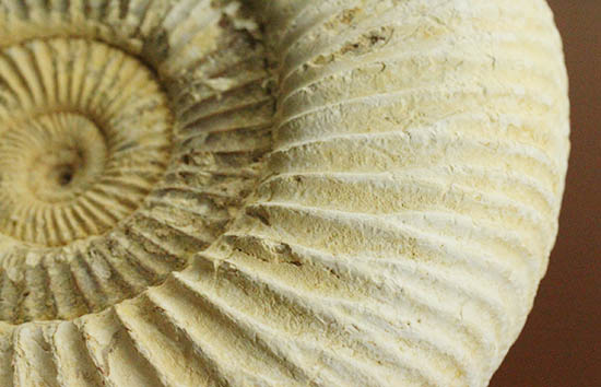 直径９.５センチ、２２０グラムオーバーのズッシリ標本！ジュラ紀の示準化石ペリスフィンクテスアンモナイト(Perisphinctes)（その6）