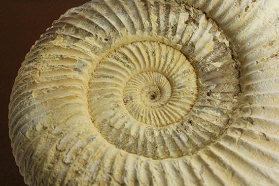 直径９.５センチ、２２０グラムオーバーのズッシリ標本！ジュラ紀の示準化石ペリスフィンクテスアンモナイト(Perisphinctes)（その7）