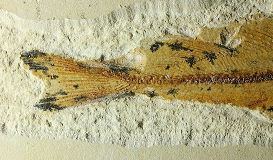 白亜紀初期でこれほどまでの保存状態は驚きの一言！モロッコ産魚化石（Agoultichthys）（その12）