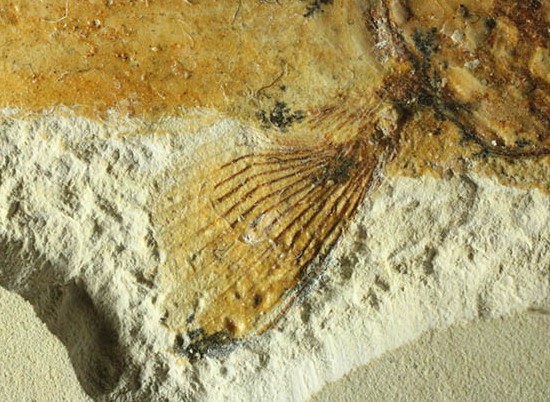 白亜紀初期でこれほどまでの保存状態は驚きの一言！モロッコ産魚化石（Agoultichthys）（その4）