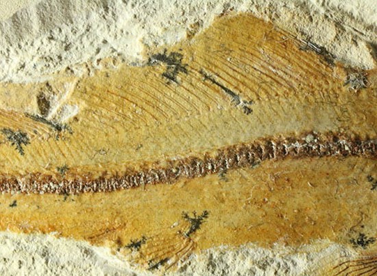 白亜紀初期でこれほどまでの保存状態は驚きの一言！モロッコ産魚化石（Agoultichthys）（その5）
