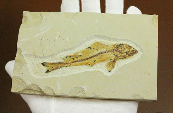 白亜紀初期でこれほどまでの保存状態は驚きの一言！モロッコ産魚化石（Agoultichthys）（その9）