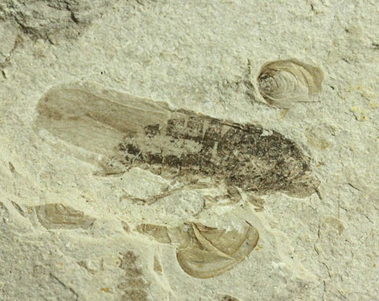 羽や軟体部の構造まで確認できる、見事な保存状態のセミの化石(その1)