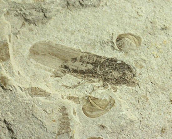 羽や軟体部の構造まで確認できる、見事な保存状態のセミの化石(その6)
