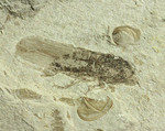 羽や軟体部の構造まで確認できる、見事な保存状態のセミの化石
