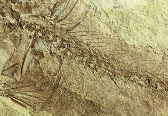 面白い！自然という職人によって、ひらきにされた古代魚の化石（その10）