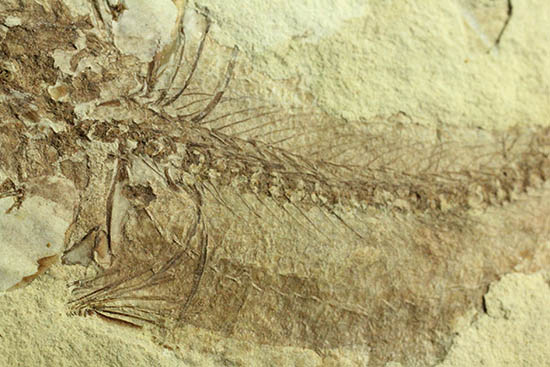 面白い！自然という職人によって、ひらきにされた古代魚の化石（その7）