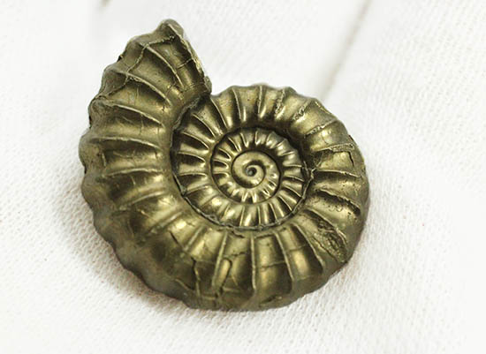 Amazon | SCIENCE 化石標本Ammonite Pair「赤鉄鉱化（ヘマタイト