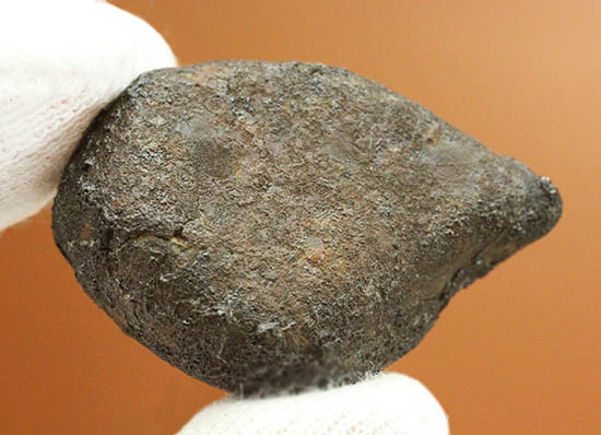 4年前の冬に世界中のニュースをかっさらったチェリャビンスク隕石。2013年2月15日落下（高級保存ケース付）（その1）
