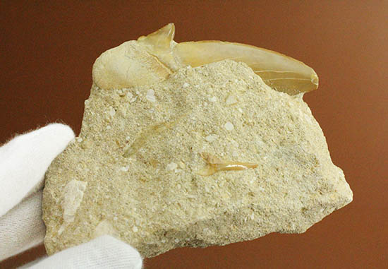 厚みあり！立派なサイズの古代ザメ歯、新生代を生き抜いたオトダス（その10）