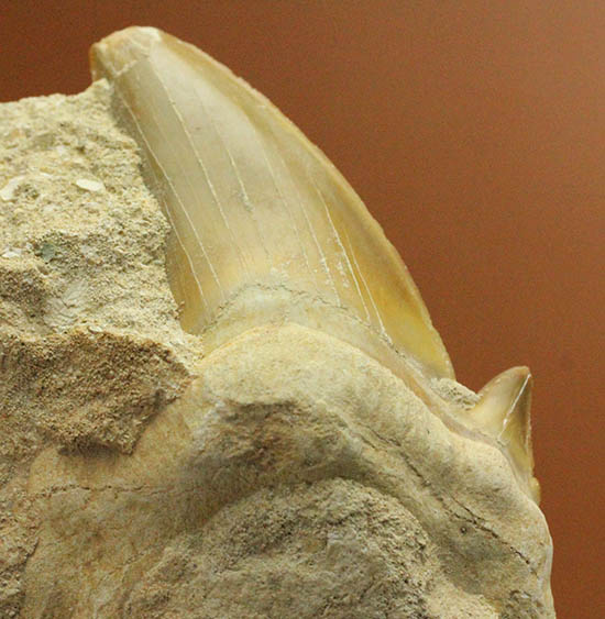 厚みあり！立派なサイズの古代ザメ歯、新生代を生き抜いたオトダス（その12）