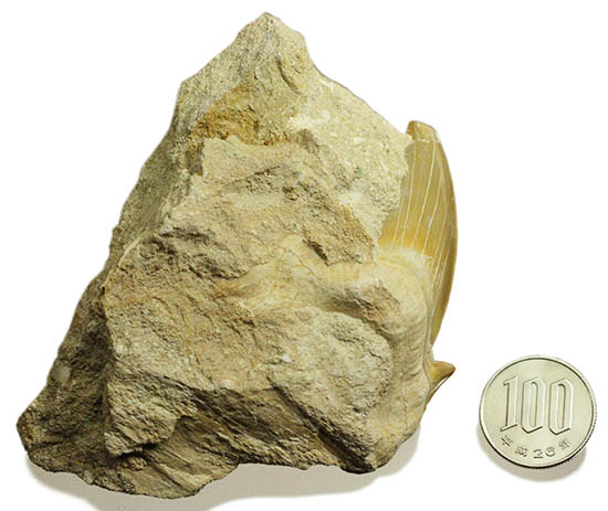 厚みあり！立派なサイズの古代ザメ歯、新生代を生き抜いたオトダス（その13）