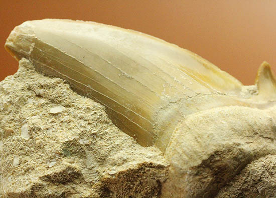 厚みあり！立派なサイズの古代ザメ歯、新生代を生き抜いたオトダス（その8）