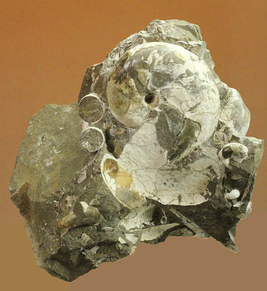 二本木コレクション、ダメシテス(Damesites)を始め、北海道を代表する古代生物が多数散見されます。クリーニングの楽しみあり!(その1)