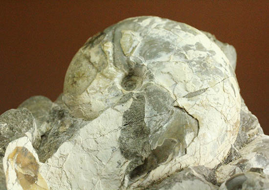 二本木コレクション、ダメシテス(Damesites)を始め、北海道を代表する古代生物が多数散見されます。クリーニングの楽しみあり!(その10)
