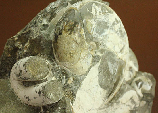 二本木コレクション、ダメシテス(Damesites)を始め、北海道を代表する古代生物が多数散見されます。クリーニングの楽しみあり!(その11)